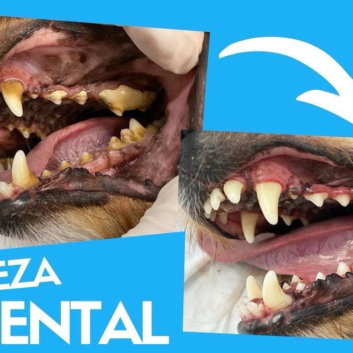 Limpieza Dental con Ultrasonidos (sin anestesia) portfolio