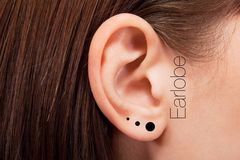 Children's Ear Lobe (pair) portfolio