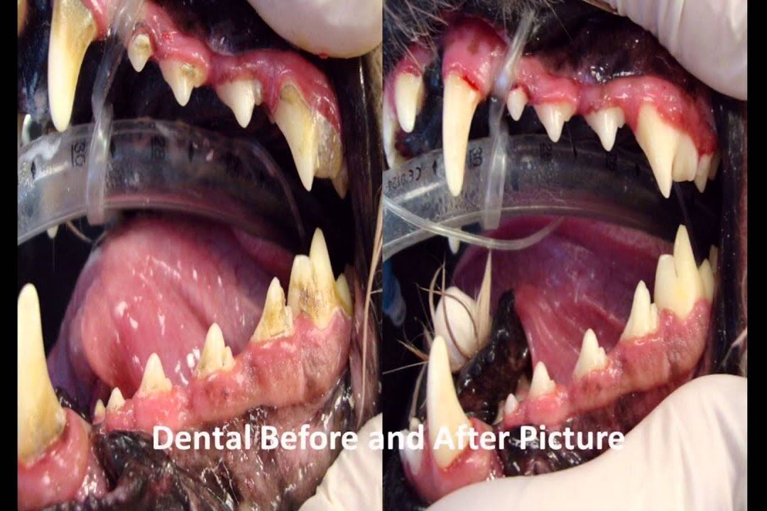 Dental Ultrasound Cleaning 1st time or more as 3 m portfolio