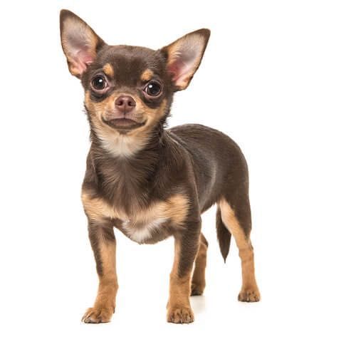 Short hair Chihuahua portfolio