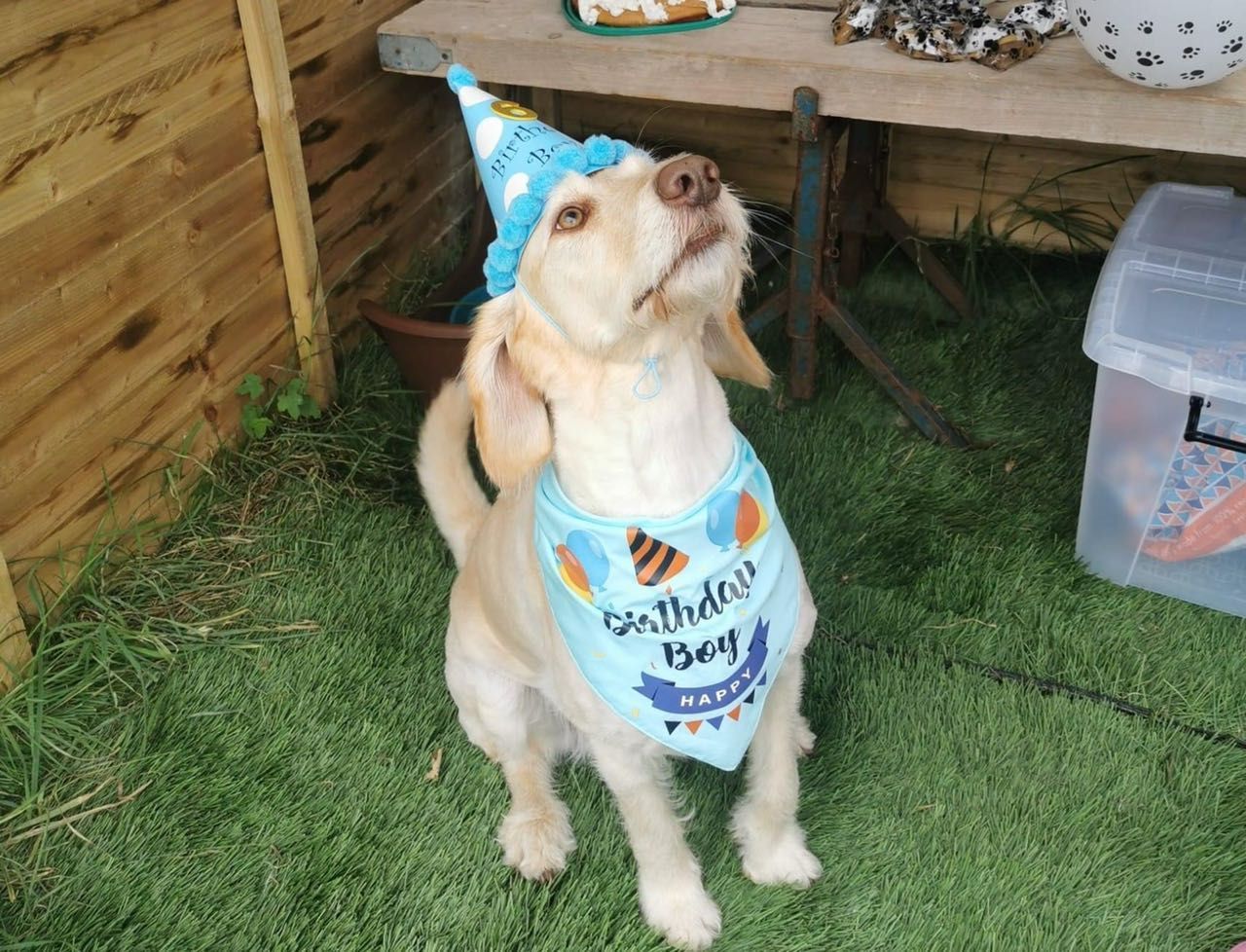 Dog Birthday Party portfolio