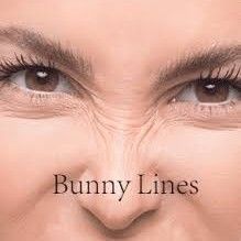 Bunny Lines portfolio