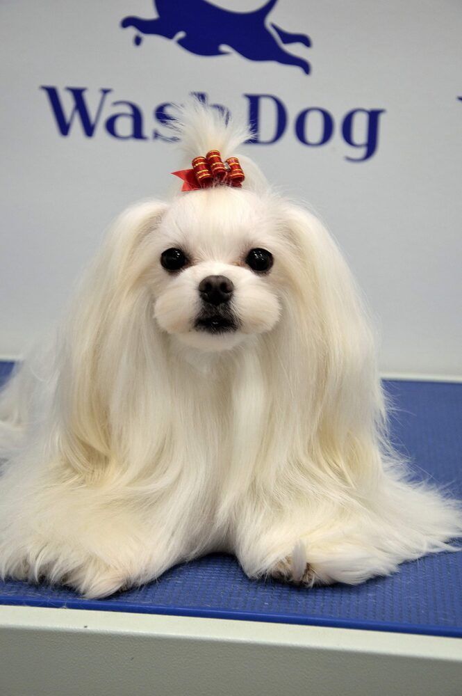 Portfolio usługi Czysty Pies mały długowłosy (do 10 kg)