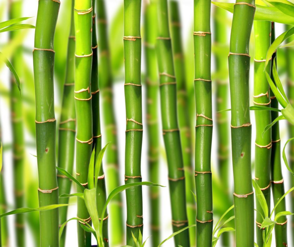 Portfolio usługi Peeling bambusowy / enzymatyczny