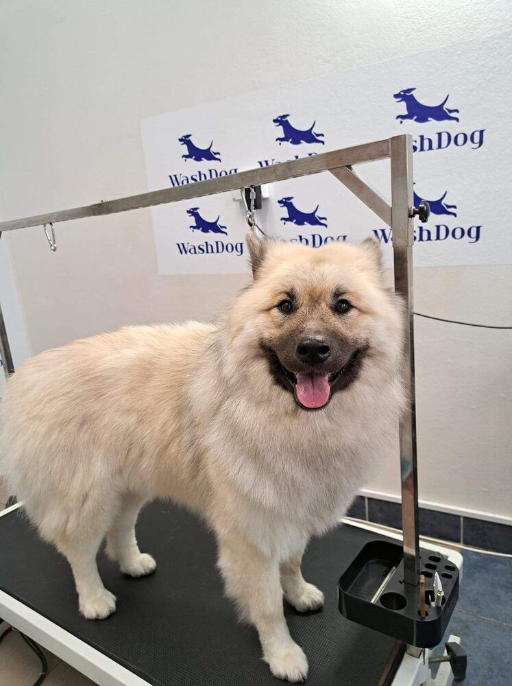 Portfolio usługi Czysty Pies duży długowłosy (do 40 kg)