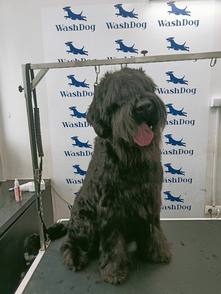 Portfolio usługi Czysty Pies olbrzymi długowłosy (pow. 40 kg)