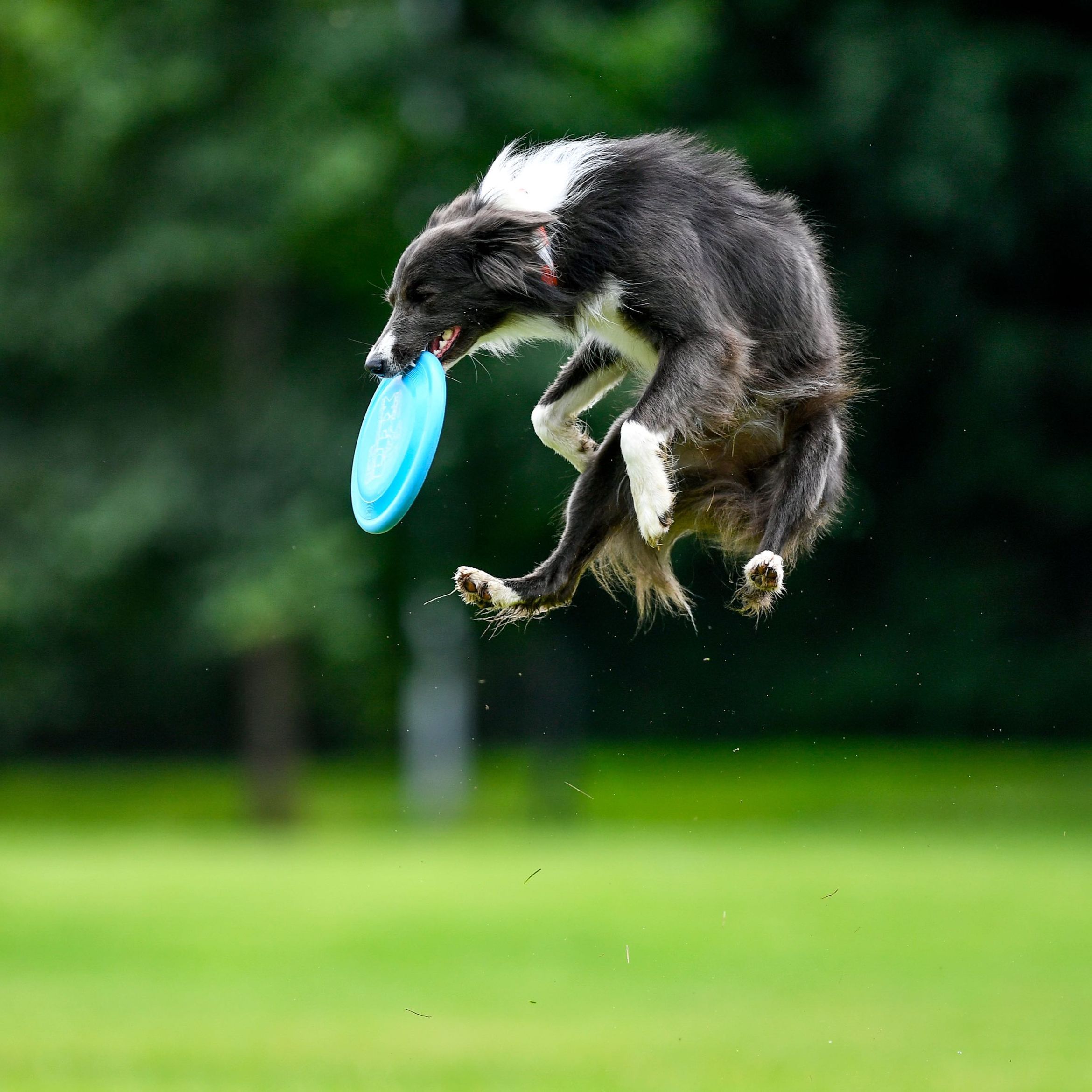 Portfolio usługi Dogfrisbee - podstawy sportowe