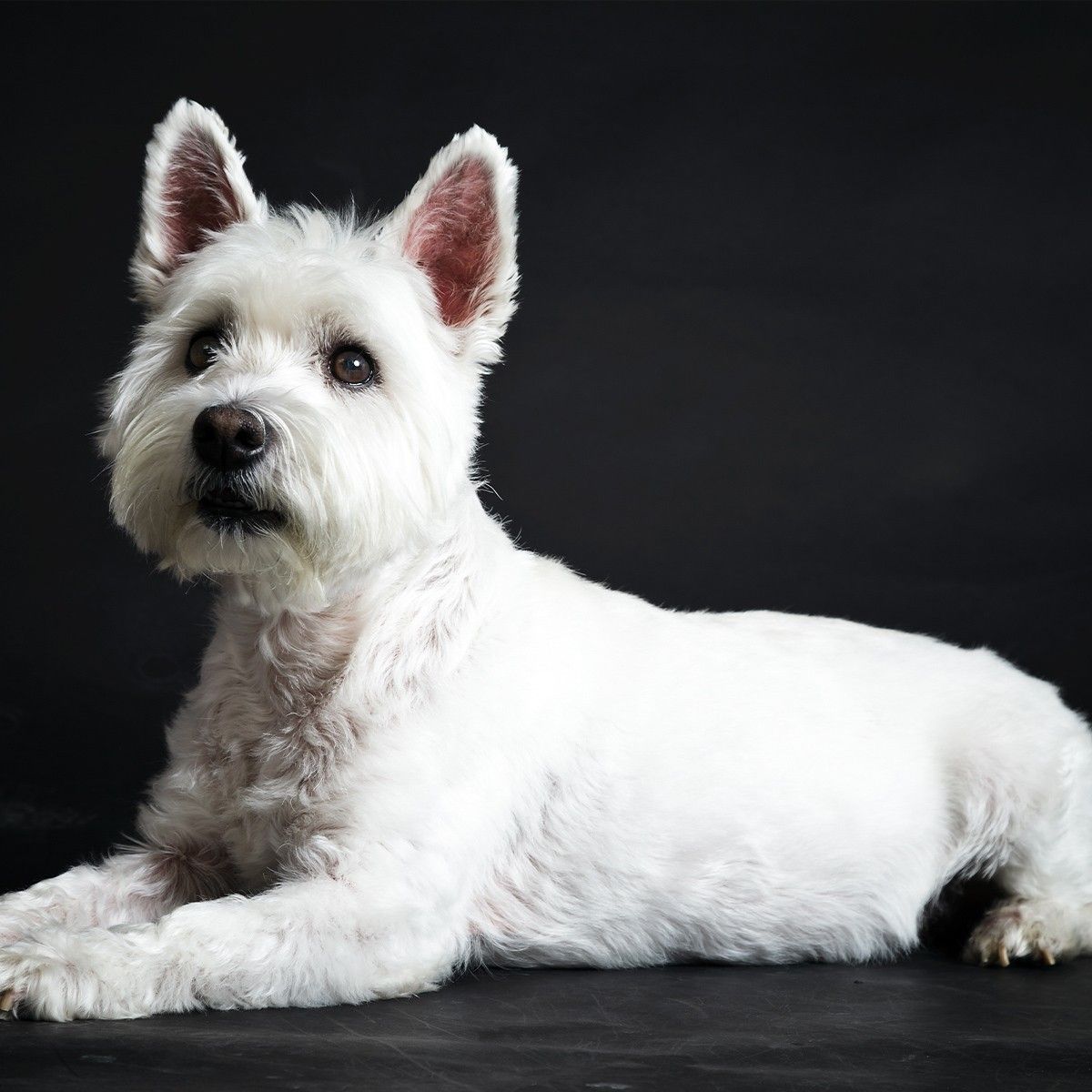 Portfolio usługi West highland white terrier- trymowanie
