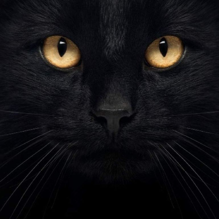 Black Cat Beauty, Biskupa Czesława Domina 1/5, 75-065, Koszalin