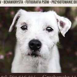 PSOM WOLNO - Groomer - Fryzjer dla Psa, Grochowska 144, 146, 04-328, Warszawa, Praga-Południe