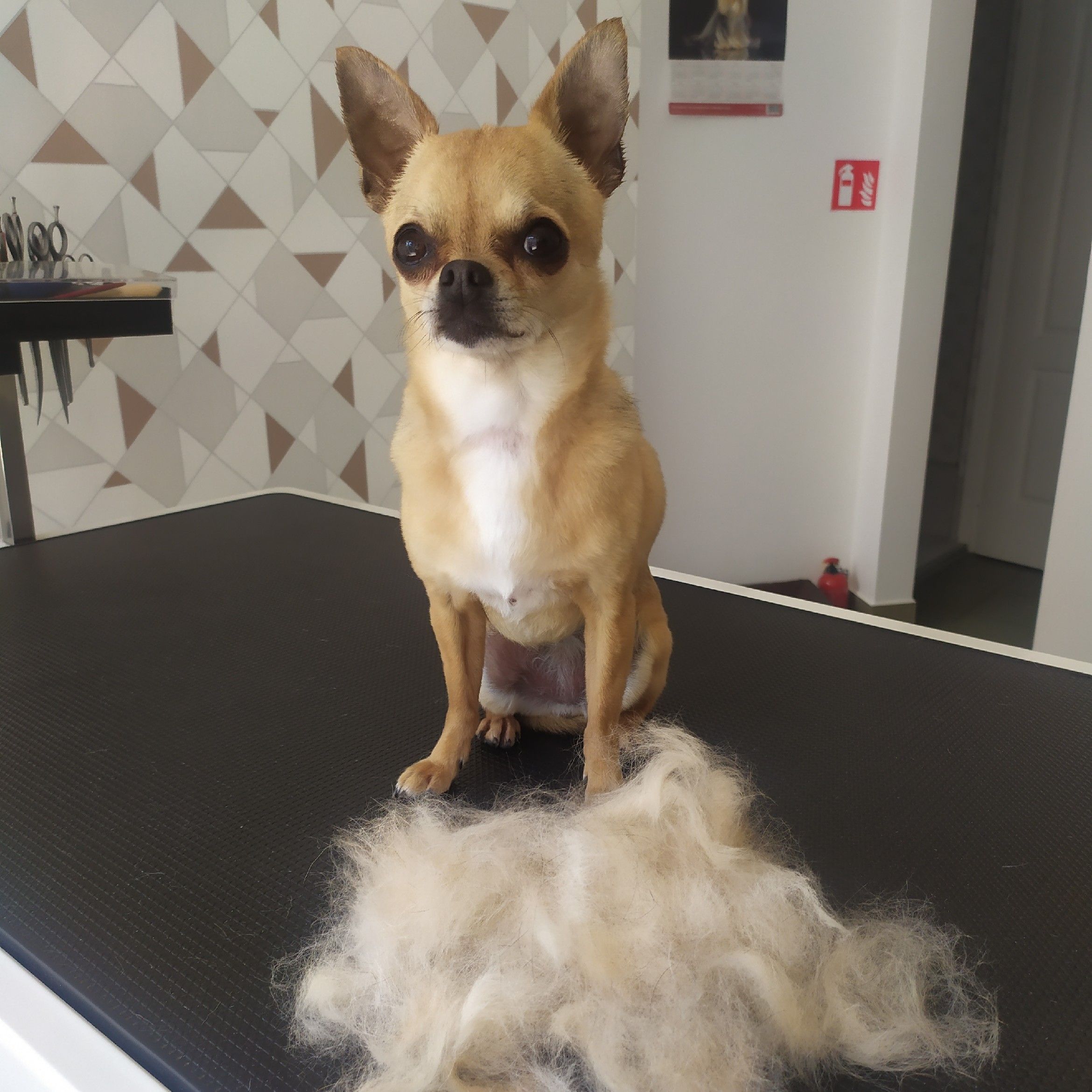 Portfolio usługi Pełna pielęgnacja Chihuahua krótkowłosa