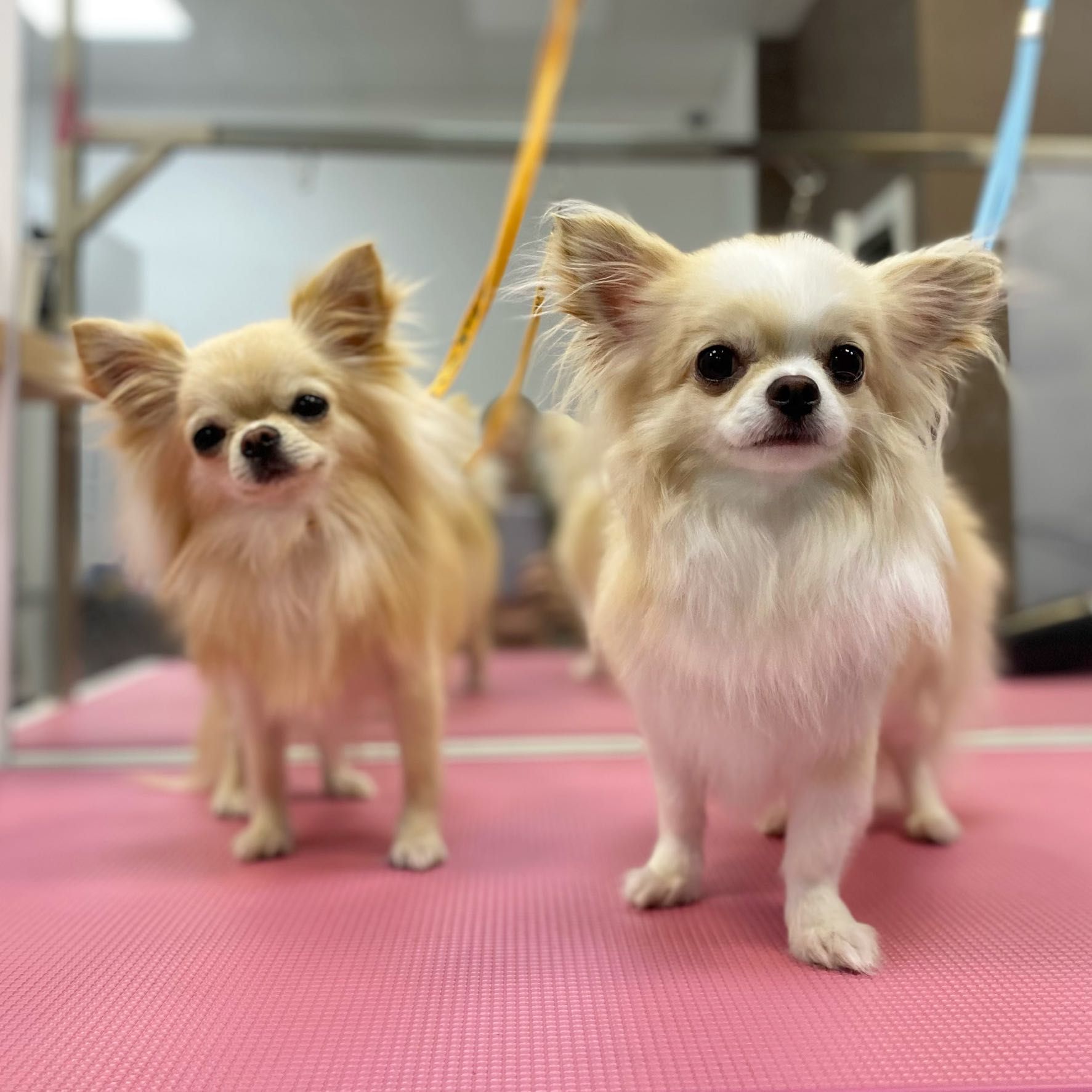 Portfolio usługi Chihuahua długowłosa - kąpiel + modelowanie