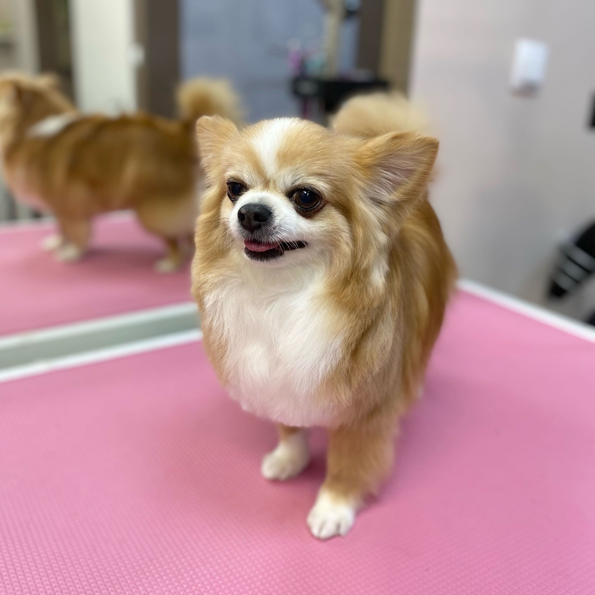 Portfolio usługi Chihuahua długowłosa - kąpiel + korekty