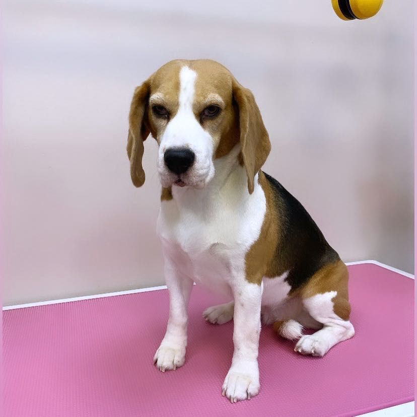 Portfolio usługi Beagle - kąpiel + wyczesanie