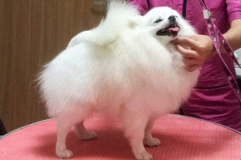 Portfolio usługi Hair Boost z hydromasażem - pies do 10kg