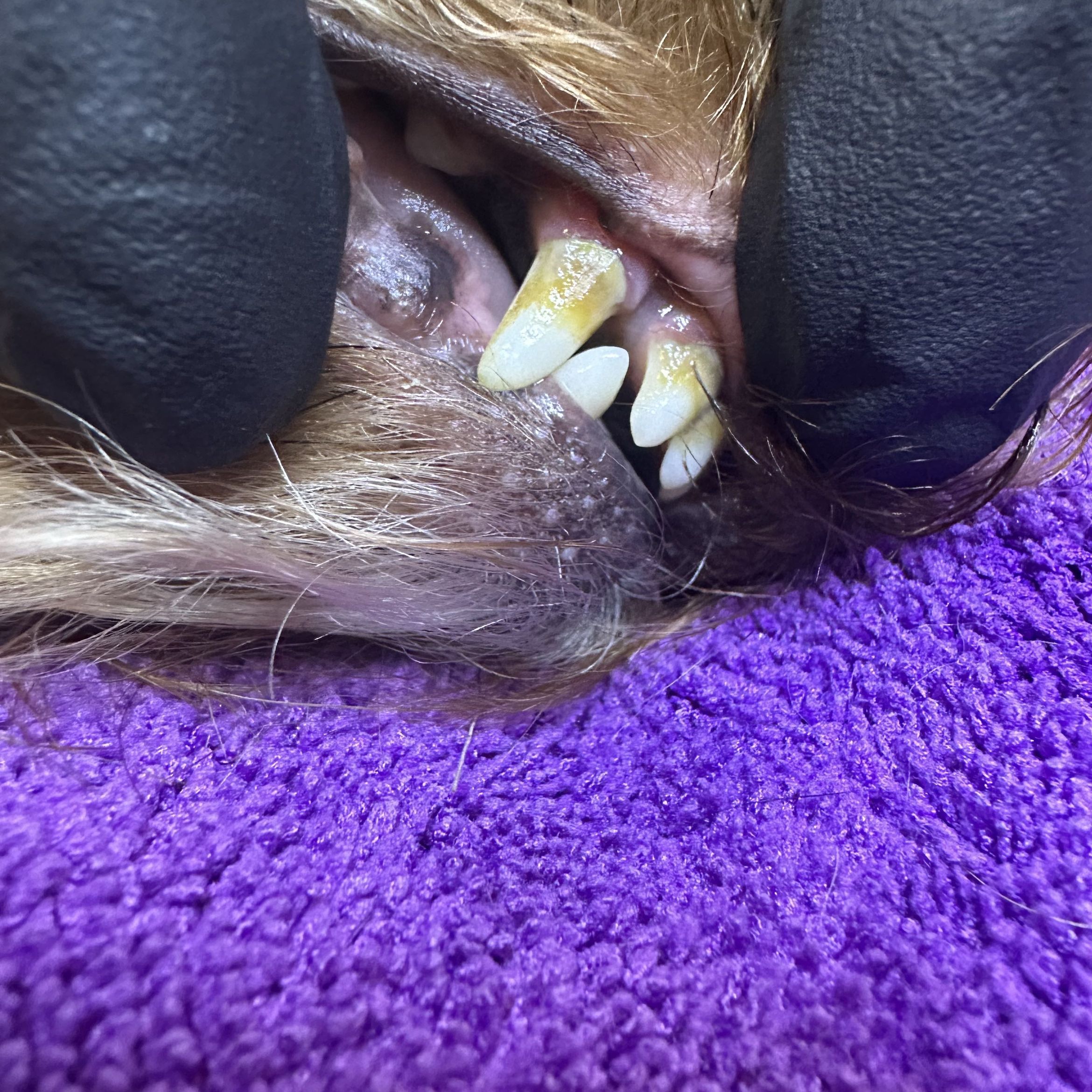 Portfolio usługi Ultradźwiękowe czyszczenie zębów ( mały pies)