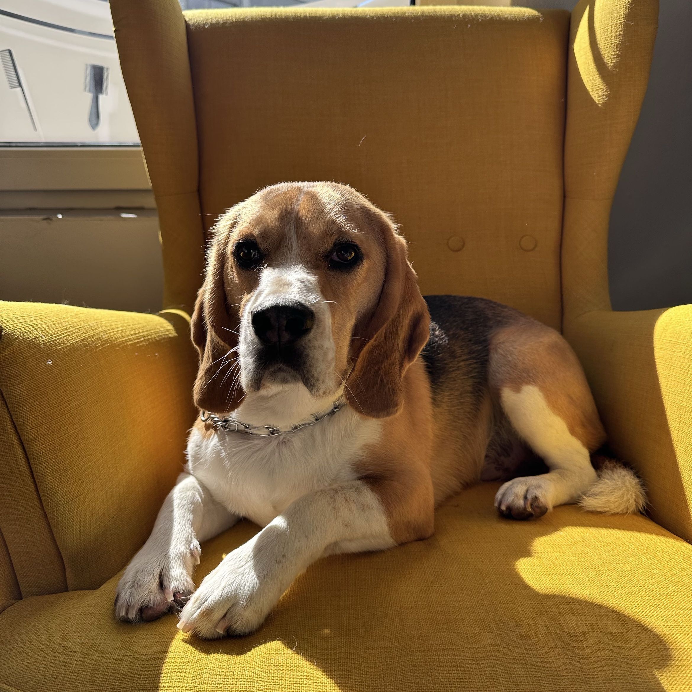 Portfolio usługi Beagle