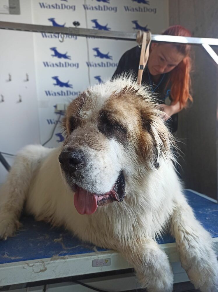 Portfolio usługi Czysty Pies olbrzymi długowłosy (pow. 40 kg)