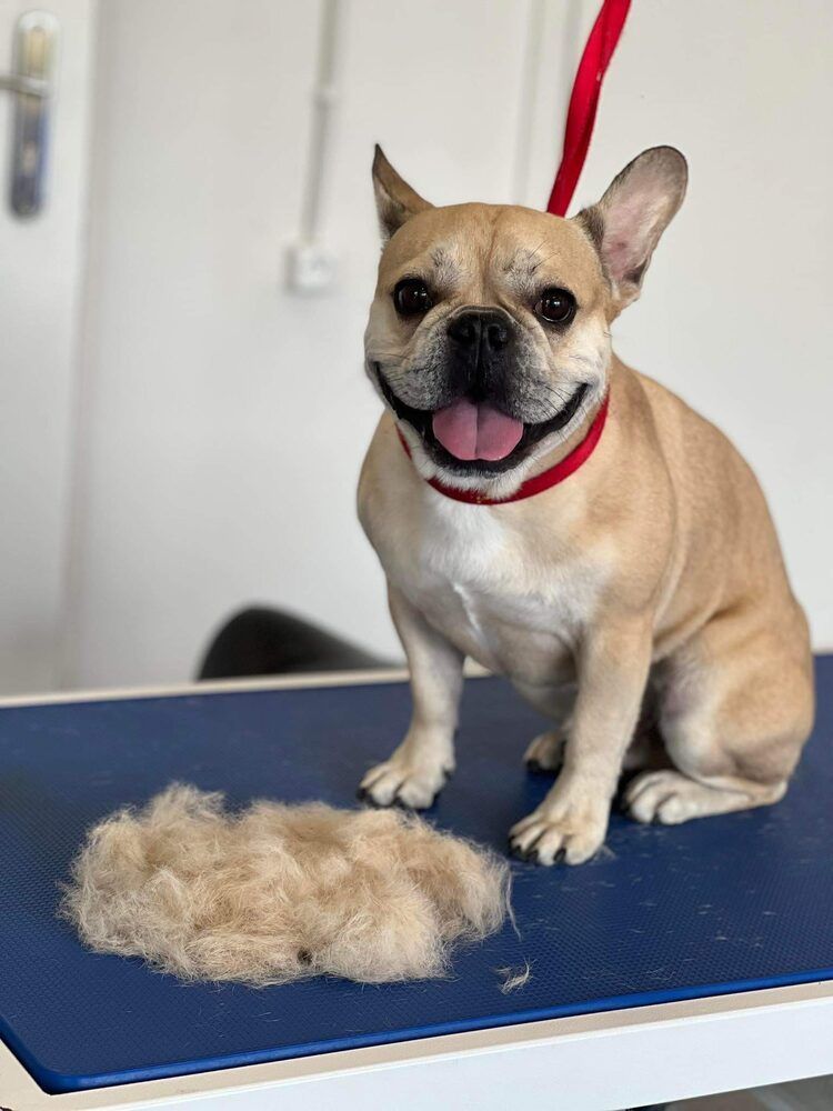 Portfolio usługi Czysty Pies mały gładkowłosy (do 10 kg)
