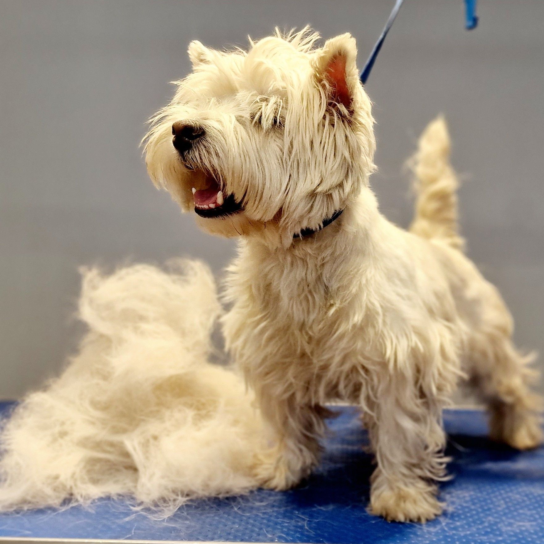 Portfolio usługi West Highland white terrier