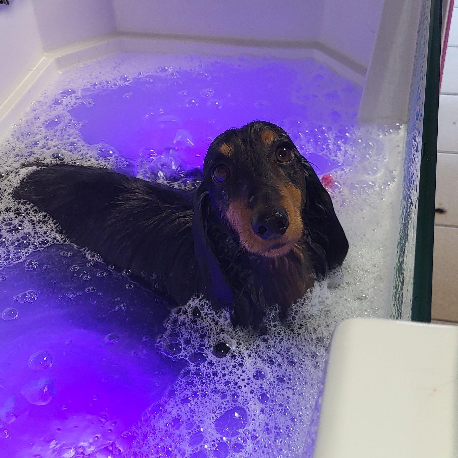 Portfolio usługi Kąpiel W Wannie Z Ozonem Pies 6- 15kg