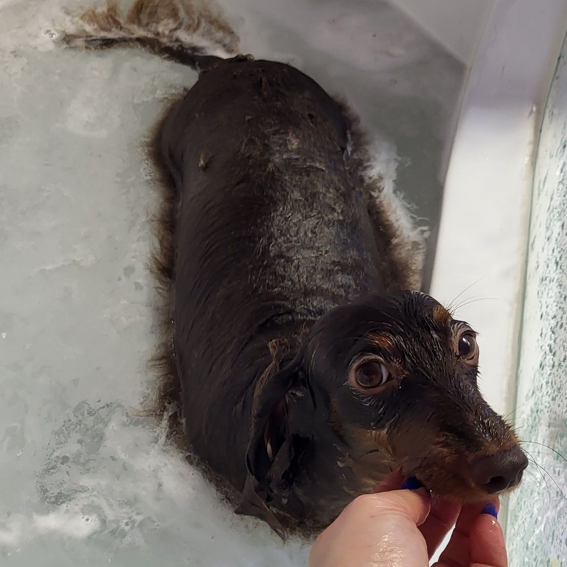 Portfolio usługi Kąpiel w Wannie Z OZONEM Pies Do 5kg