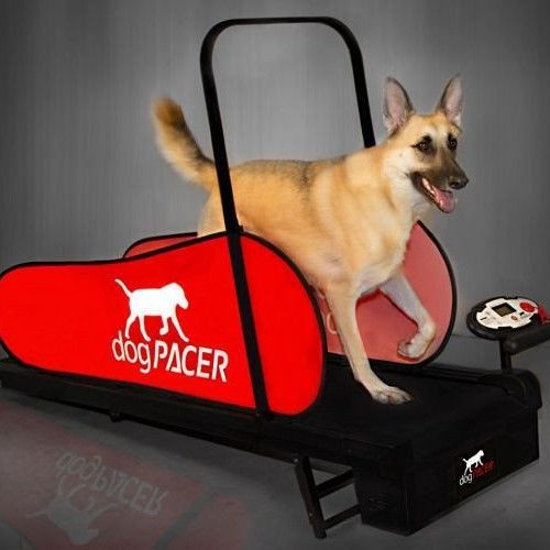 Portfolio usługi Trening Na Bieżni DOG PACKER