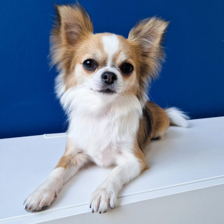 Portfolio usługi Chihuahua długowłosa