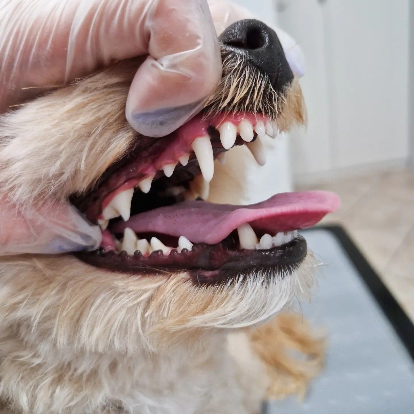 Portfolio usługi Profilaktyczne mycie psich ząbków ultradźwiękami