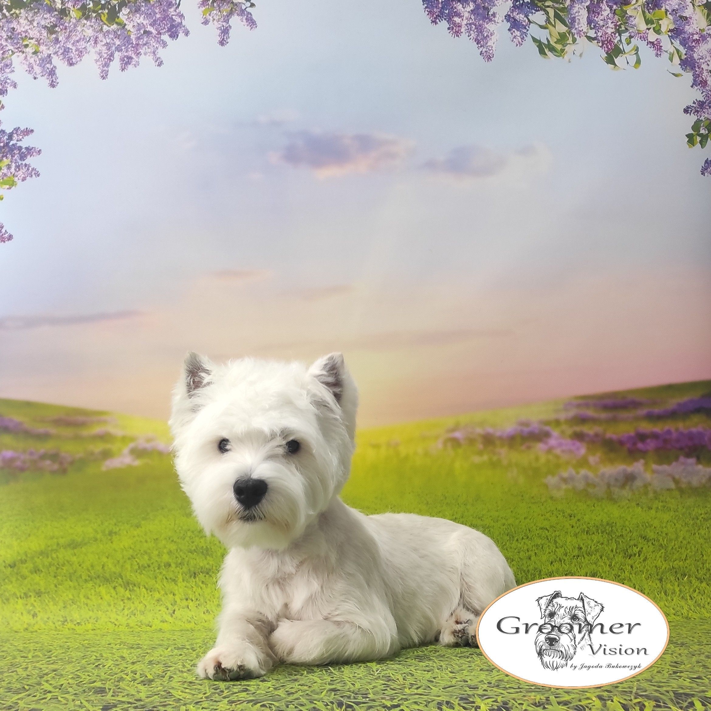Portfolio usługi West highland white terrier
