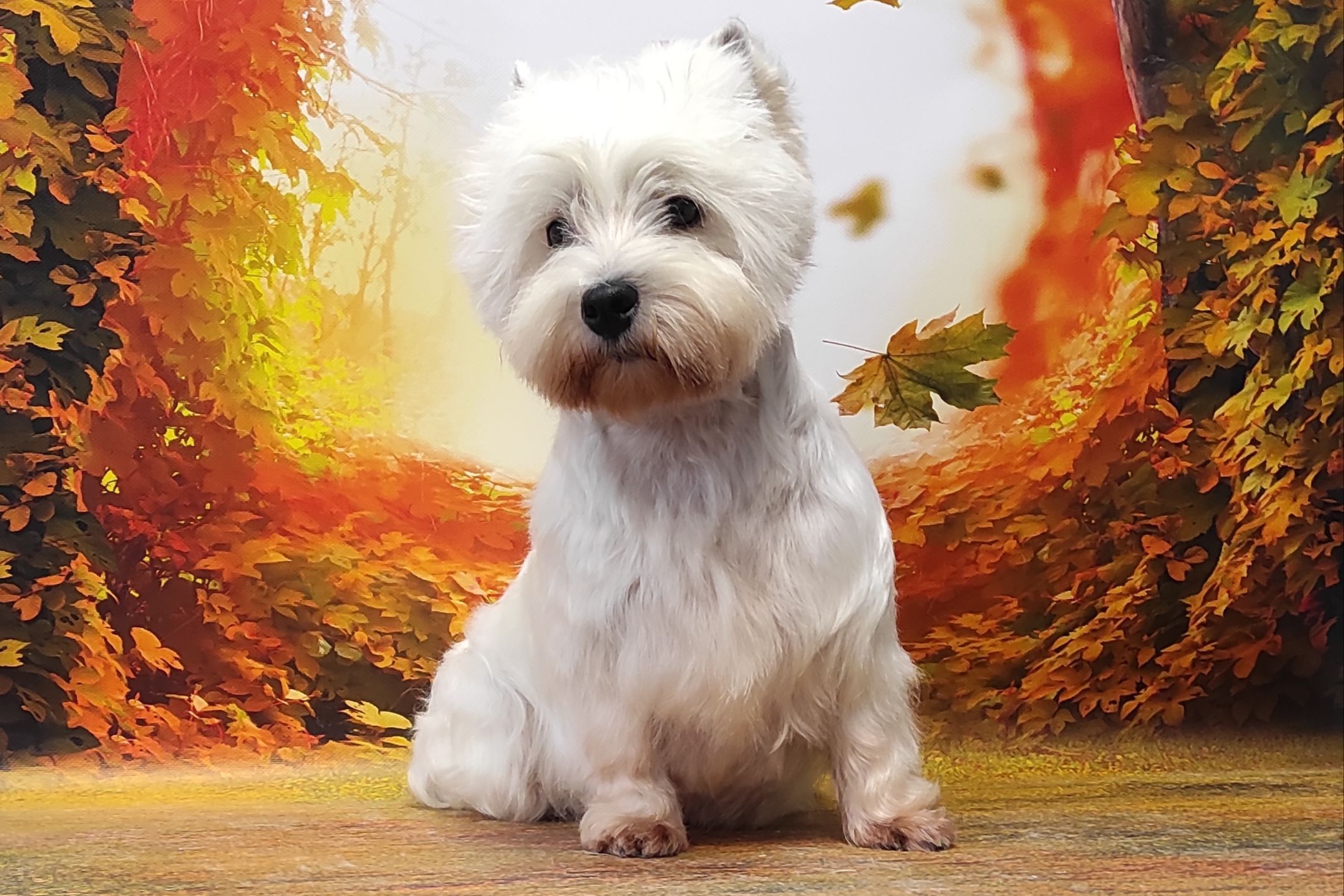 Portfolio usługi West highland white terrier