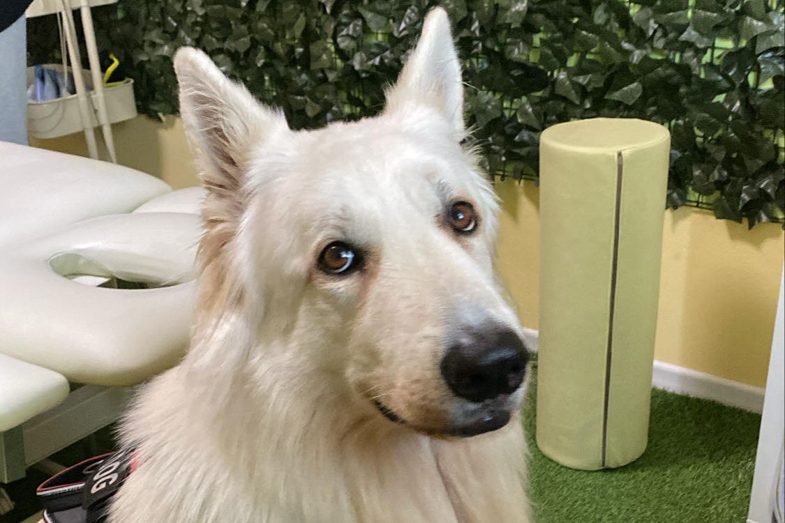 Portfolio usługi Dogoterapia (Canine assisted therapy)