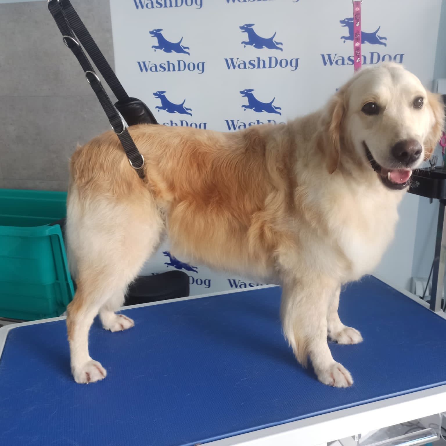 Portfolio usługi Czysty Pies - duży długowłosy (do 40 kg)