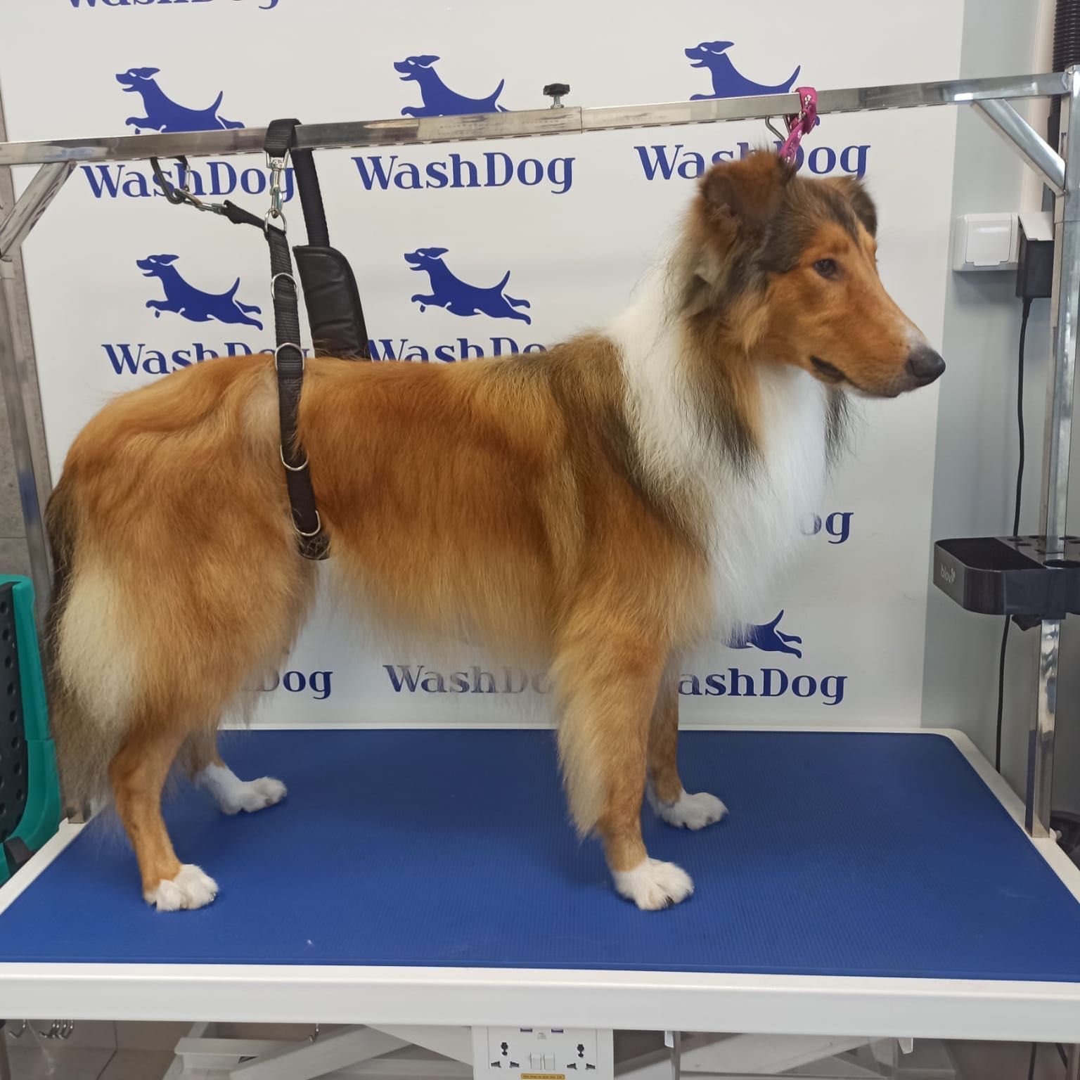Portfolio usługi Czysty Pies - duży długowłosy (do 40 kg)