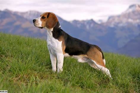Portfolio usługi Beagle, Pupilove SPA