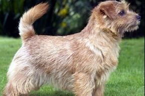 Portfolio usługi Norfolk Terrier, Pupilove SPA - trymowanie