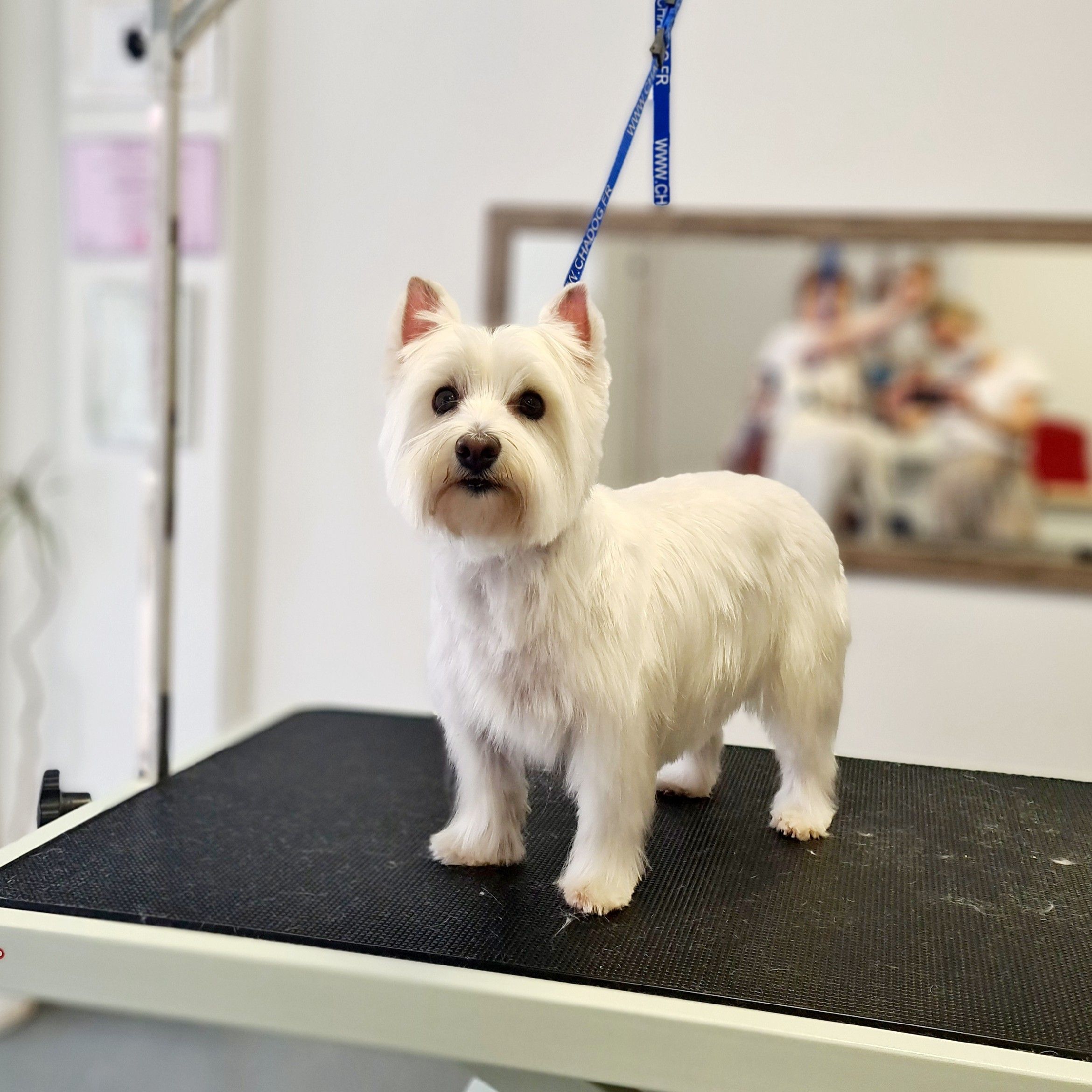 Portfolio usługi West Highland Terrier