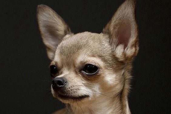 Portfolio usługi Chihuahua krótkowłosa - kompleksowa pielęgnacja