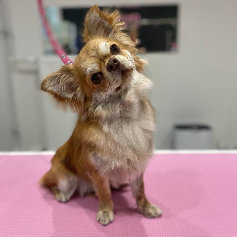 Portfolio usługi Chihuahua Długowłosa