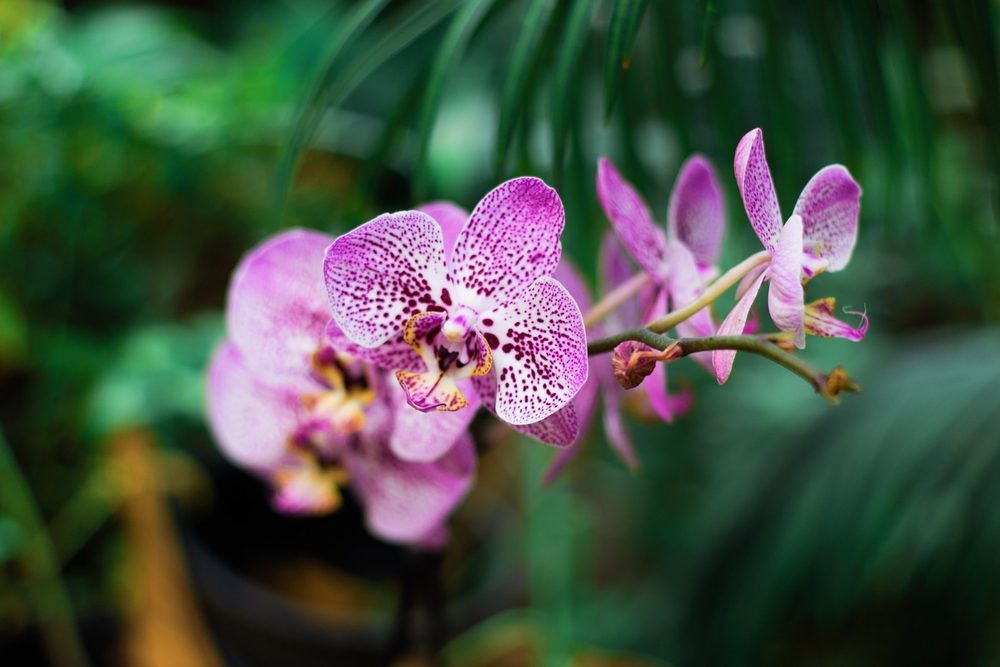 Portfolio usługi Pakiet Pachnąca Orchidea (Masaż całego ciała ci...